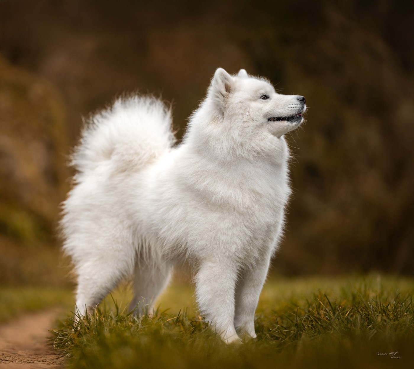 Viny Les Peluches Polaires
