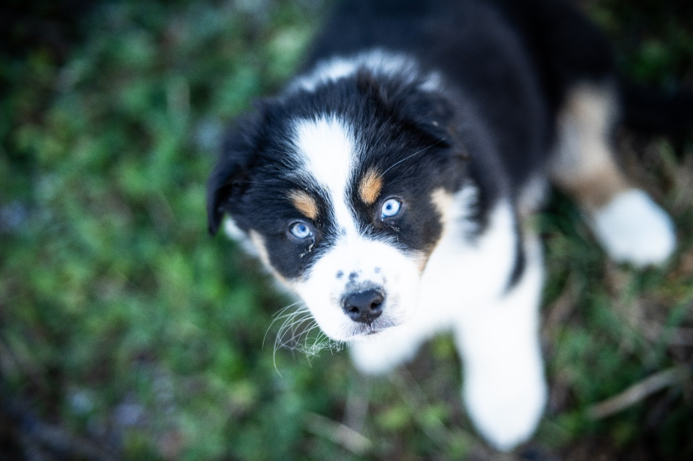 Artist Van Gogh Aux Mille éclats D'Aphrodite