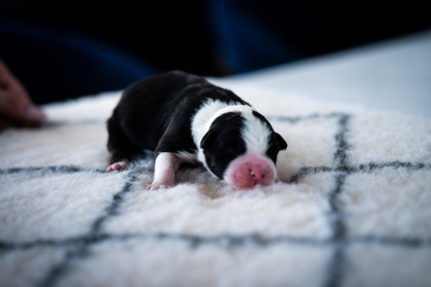 Des Glaciers D'Or - Chiots disponibles - Berger Australien